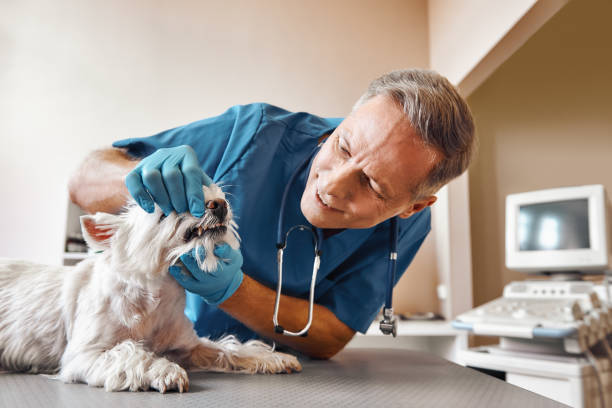 Best Emergency Wisdom Teeth Removal in Abbeville, GA
